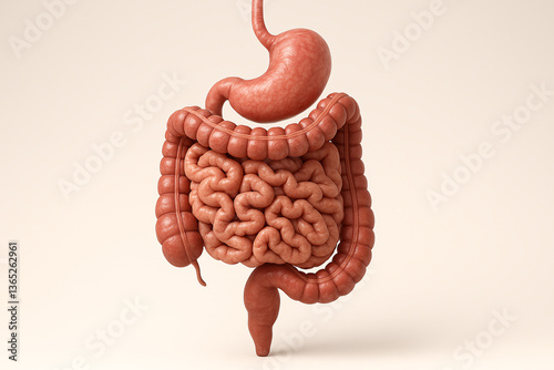 Human Digestive System: Stomach, Small Intestine, and Large Intestine photo