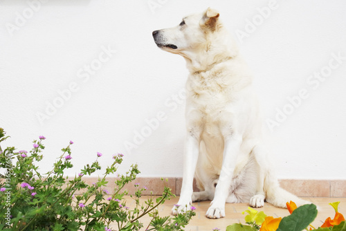 Cane