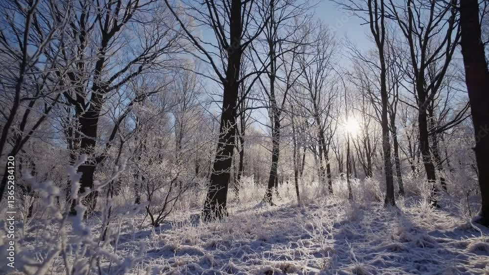 Winter wonderland sunlit frost covered forest ice icy snow cold calm Winter wonderland sunlit frost covered forest ice icy snow cold calm