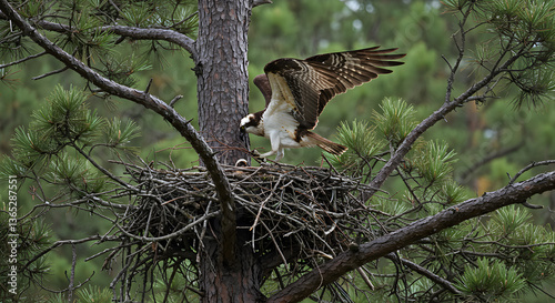 Osprey gracefully lands on a nest atop a pine tree bringing building materials