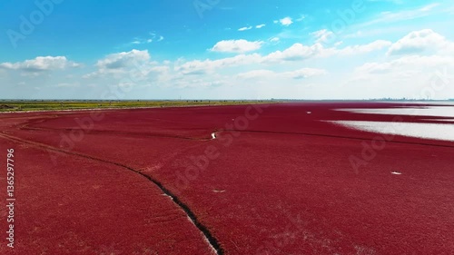 4k Video of Panjin Red Beach and Red Mudflats Showcasing Vibrant Landscapes and Unique Ecological Beauty