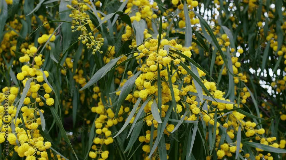 Blue wattle or mimosa yellow fluffy flowers and foliage close up.