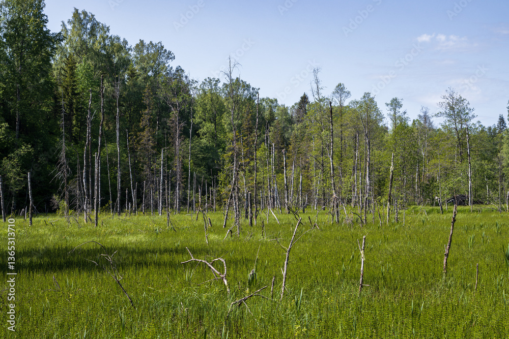 Wetland in the forest. Dried trees in a swamp. Summer forest landscape. View of the marsh among the trees.
