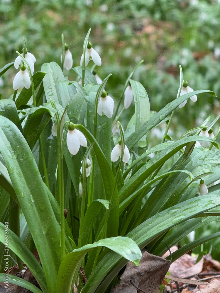 Close-Up of Snowdrop Flowers with Raindrops in Spring