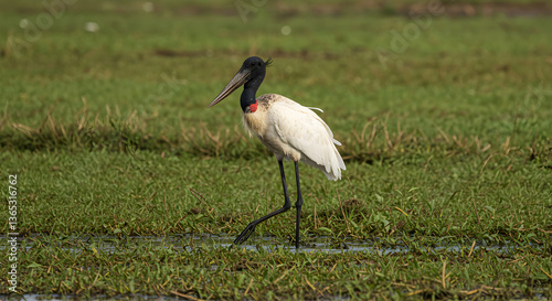 Majestic Jabiru Stork Strolling Through South American Marshland Ecosystem