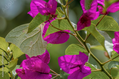 An exotic white angled-sulphur butterfly feeding on a bougainvillea flower, in a garden in the eastern Andean mountains of central Colombia. photo