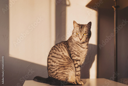 Cuadro en lienzo Striking tabby cat basking in warm afternoon sunlight while observing its surrou