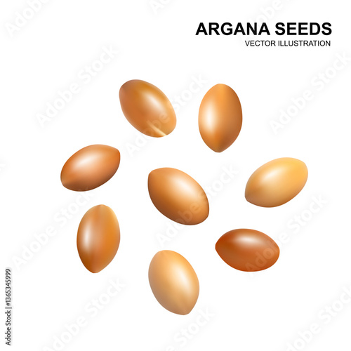Argan Nuts Isolated, Argania Oil Seeds for Natural Organic Cosmetic, Skincare Argan Fruits