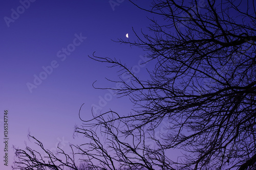 冬の空と月と枯れ木