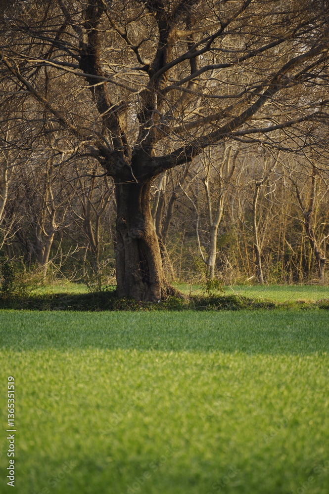 Obraz premium 春の麦畑と枯れた大木