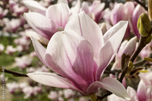Magnolia × soulangeana, the saucer magnolia with flowers that open in a goblet or star shape, at the Bastion Park in Geneva, Switzerland