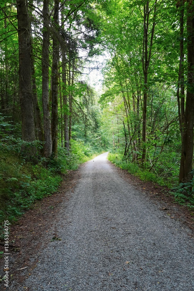 Fototapeta premium Wald in Thüringen - Deutschland