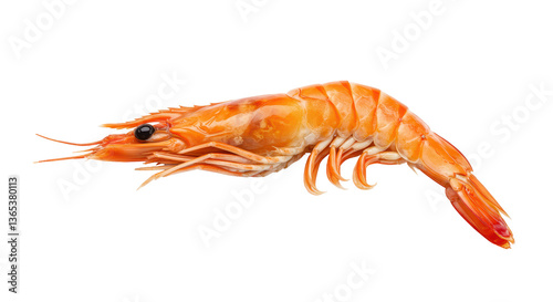 Wallpaper Mural Isolated Cooked Shrimp Prawn Torontodigital.ca
