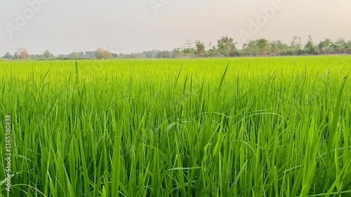 Close up green field , has There is a slight breeze , Video.