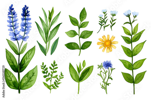 Wallpaper Mural Watercolor wildflowers and leaves illustration set isolated on white Torontodigital.ca
