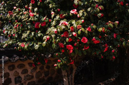 red and yellow flowers