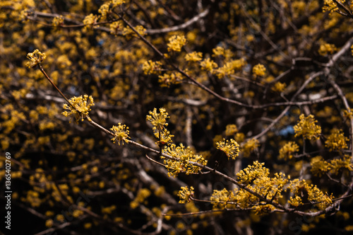golden autumn leaves