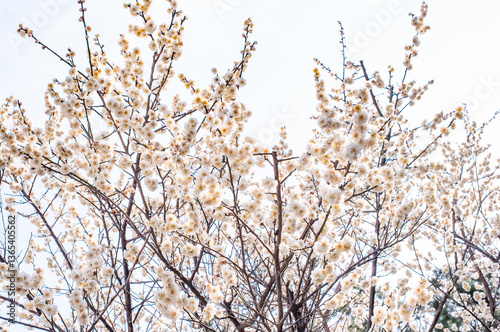 branches of a tree in winter