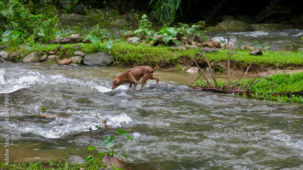 Obraz premium A dog fords a river. A dog crosses a shallow river in a forest with a fast current.