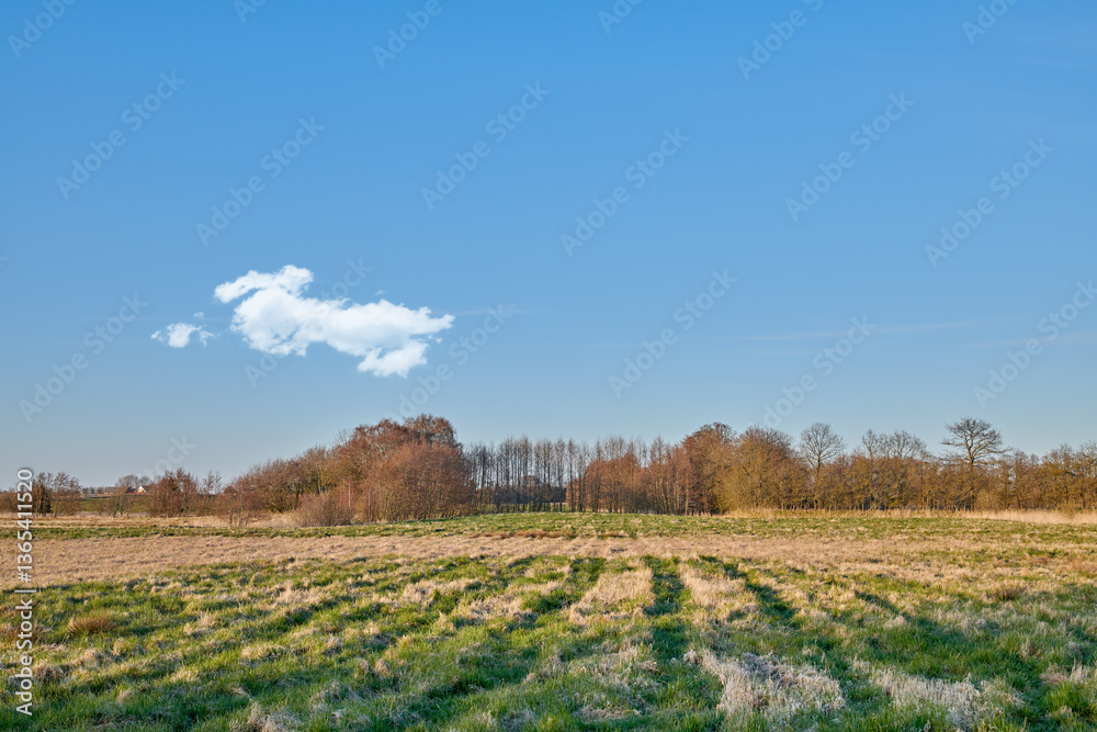 Obraz premium Nature, field and farm with trees for growth, sustainable environment and blue sky in spring time. Outdoor, green grass and plants in countryside for scenery, eco friendly and landscape in Denmark