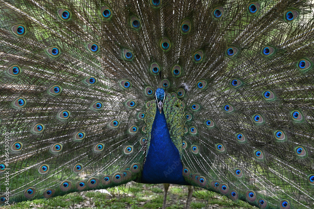 Fototapeta premium blue peacock wheel close-up in a park