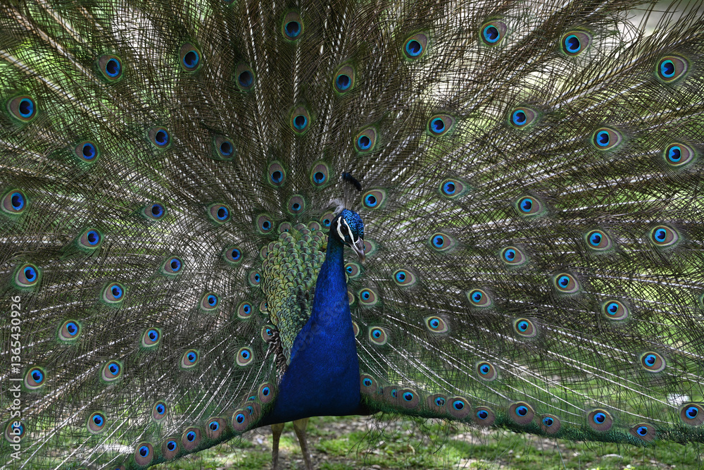 Obraz premium blue peacock wheel close-up in a park