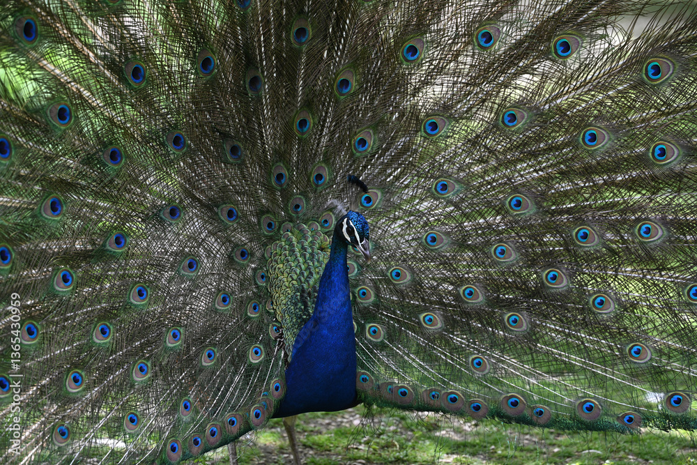 Obraz premium blue peacock wheel close-up in a park