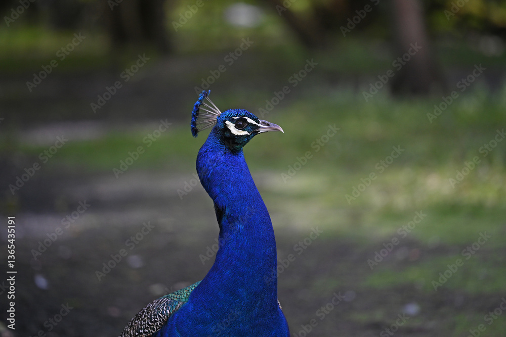 blue peacock walking in the grass blue peacock walking in the grass