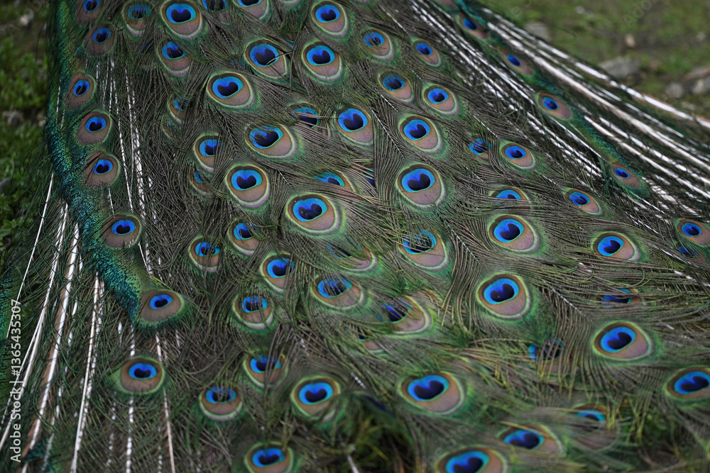 Obraz premium detail of blue peacock feathers