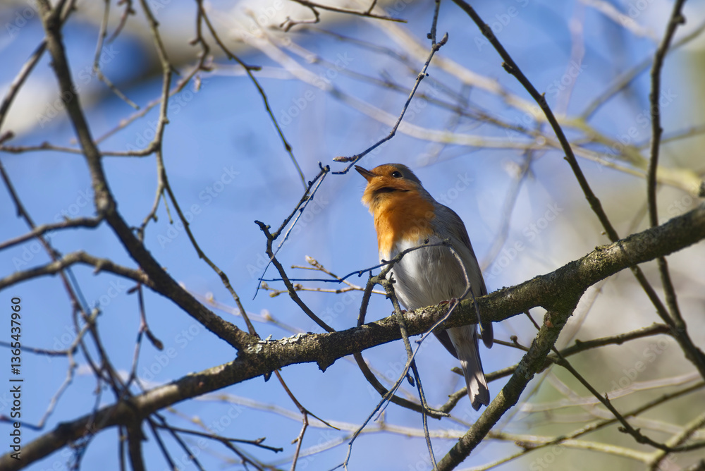 European robin (Erithacus rubecula) sitting on a tree branch in Zurich, Switzerland European robin (Erithacus rubecula) sitting on a tree branch in Zurich, Switzerland