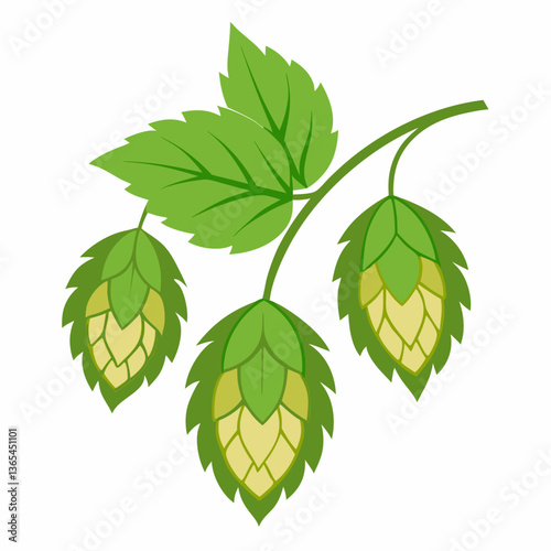 Hop shoots isolated on white