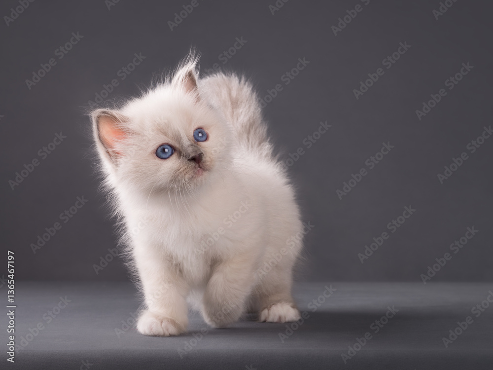 Cute adorable sacred birman kitten on isolated background Cute adorable sacred birman kitten on isolated background