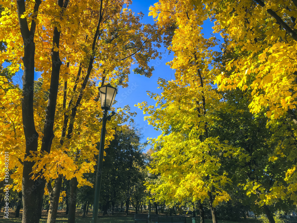 Fototapeta premium Bright autumn scene in a park looking up through trees with vibrant yellow leaves against a clear blue sky