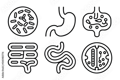 digestion  intestine  stomach  and probiotics edit