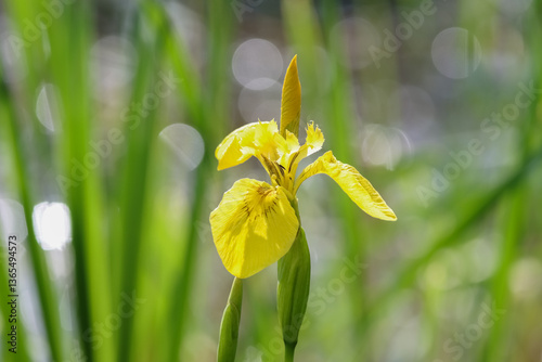 Yellow iris blooms at the edge of a pond. A close-up of a beautiful yellow perennial flower. Blurred greenish and grayish background with a bokeh effect.