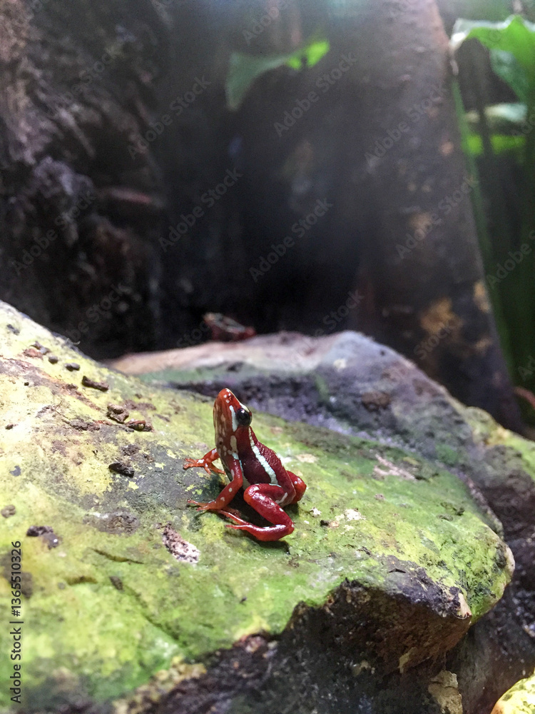 Obraz premium Crimson Jewel: A Tiny Poison Dart Frog