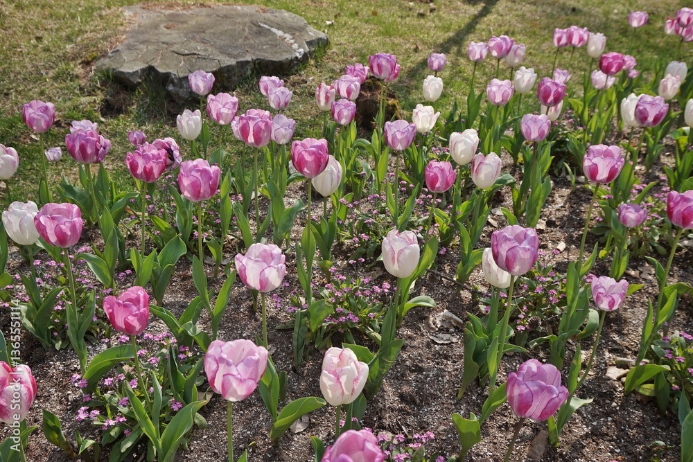Obraz premium Striped pink and white tulips blooming in a spring garden bed