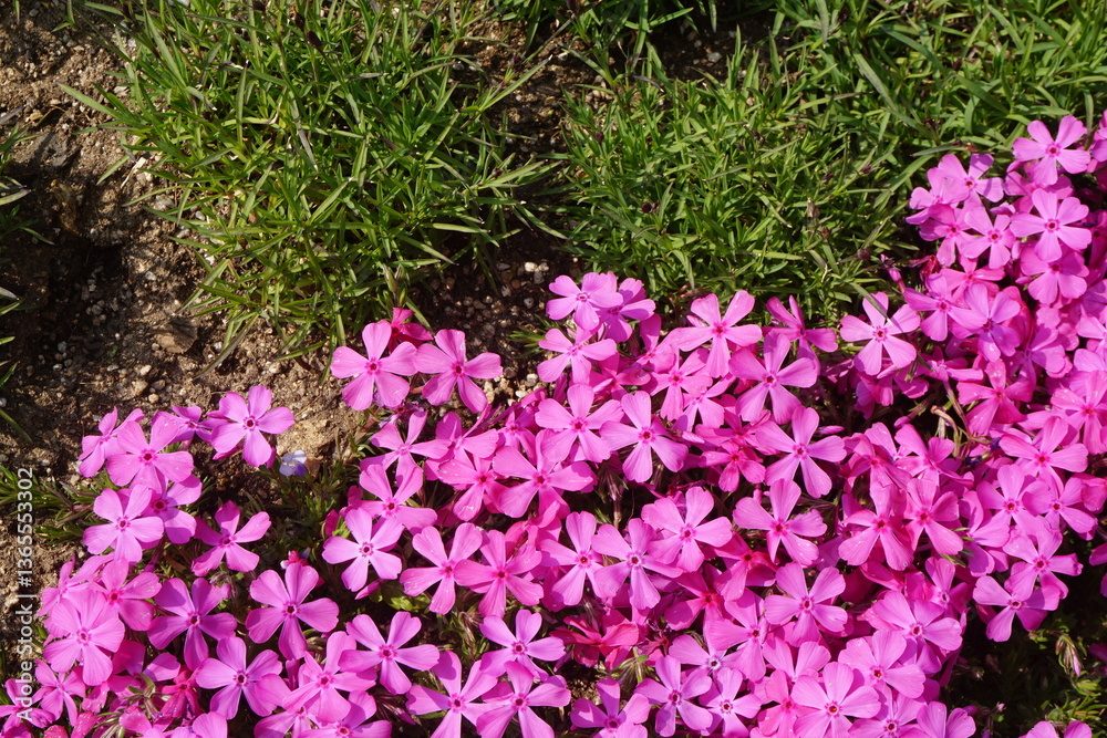 Obraz premium Vibrant pink flowers blooming in clusters among spring grass, adding color to a garden path