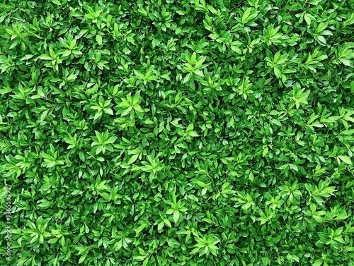 A dense collection of small green leaves providing texture and coverage