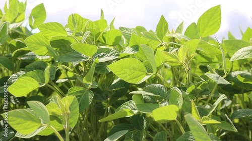 Soybean crops during the period of active growth. Soy growing in the field. Soybean shakes wind. Agribusiness