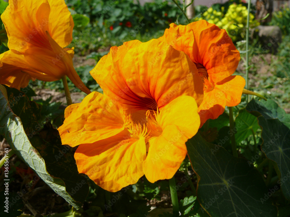 Fototapeta premium Natura