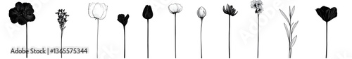 Delicate Line-Up: Elegant black and white floral silhouettes, capturing the delicate beauty of various species in a simple, artistic composition.