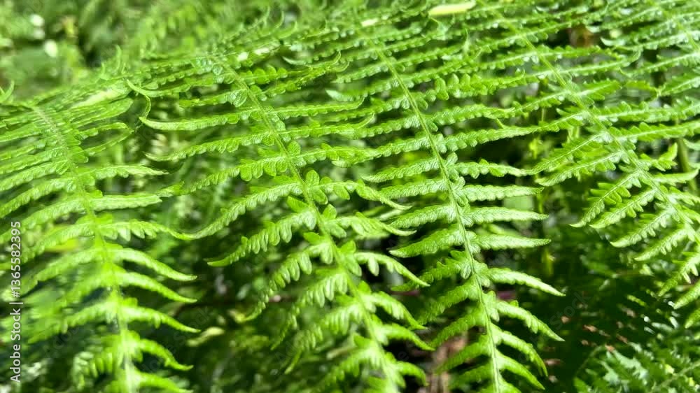 Thelypteris limbosperma commonly known as the Oak Fern growing in Barranco de Badajoz canyon,Tenerife,Canary Islands,Spain,4K Thelypteris limbosperma commonly known as the Oak Fern growing in Barranco de Badajoz canyon,Tenerife,Canary Islands,Spain,4K