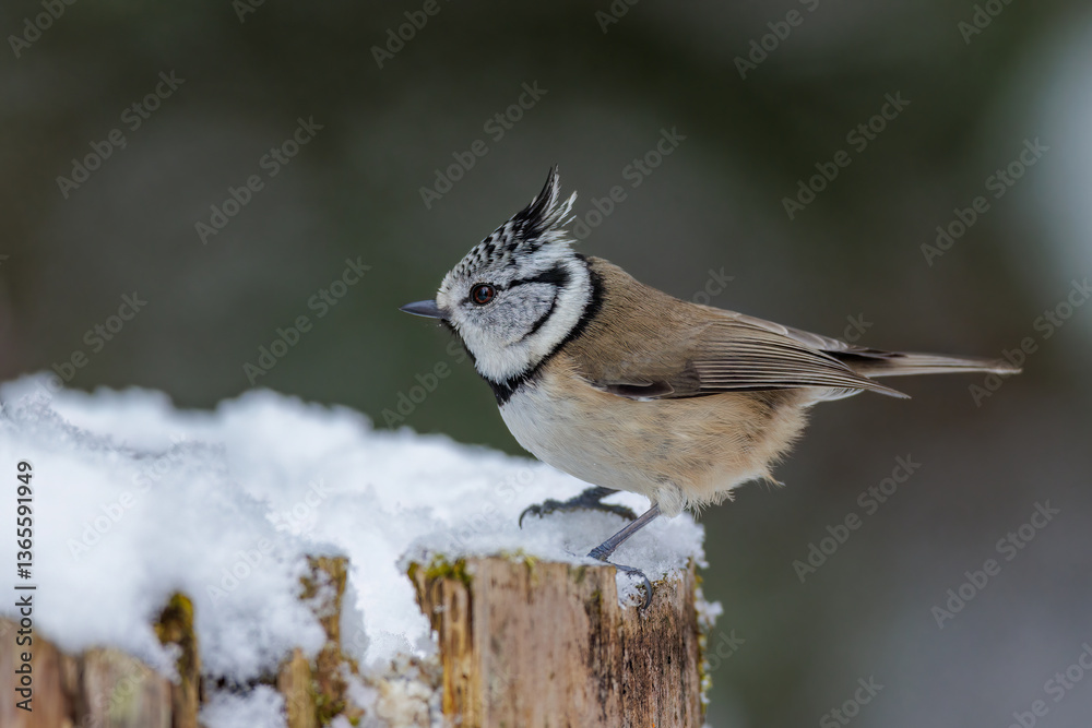 Obraz premium Haubenmeise (Lophophanes cristatus)