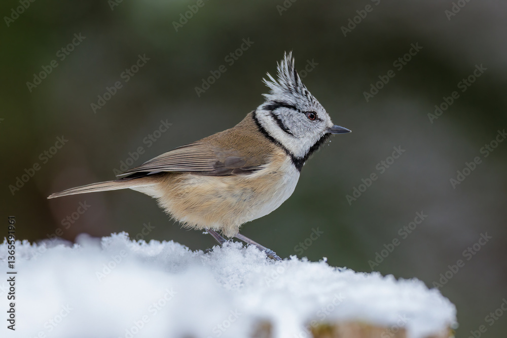 Obraz premium Haubenmeise (Lophophanes cristatus)