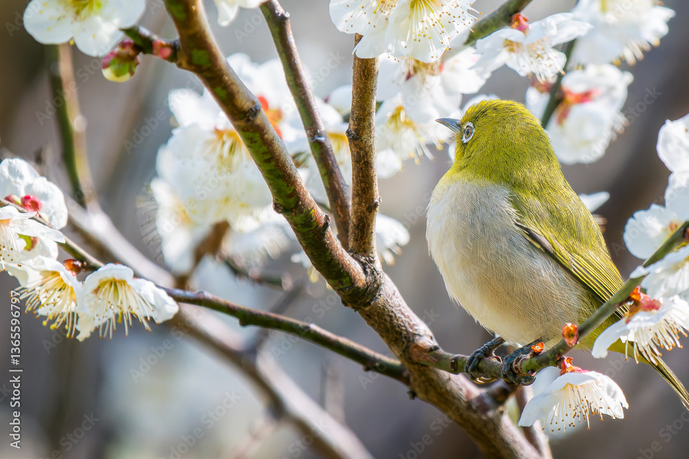 梅の花とメジロ 梅の花とメジロ