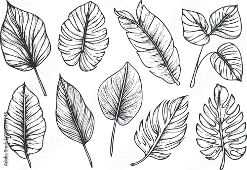 Hand-drawn vector illustration of tropical leaves for botanical designs and decor.