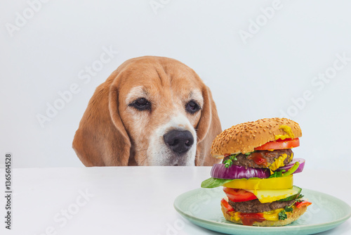 funny beagle dog face looking at big burger on table