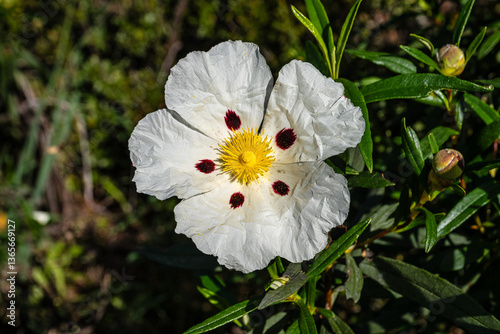 Obraz na płótnie Cistus ladanifer, Rockrose or Labdanum at the Archaeological Circuit in Vale Fuzeiros at Vilarinha, Algarve, Portugal. w salonie