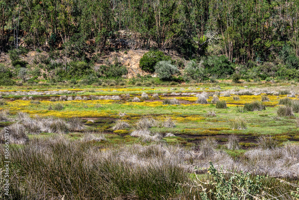 Yellow flowers on the way from Troviscais to the River Mira, Vicentine Coast Natural Park Portugal